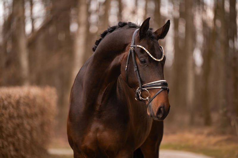 Angelina-DeVittorio-Verkaufspferd-Friedrich-2