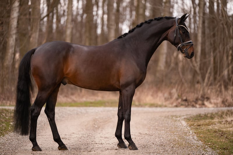 Angelina-DeVittorio-Verkaufspferd-Friedrich-3