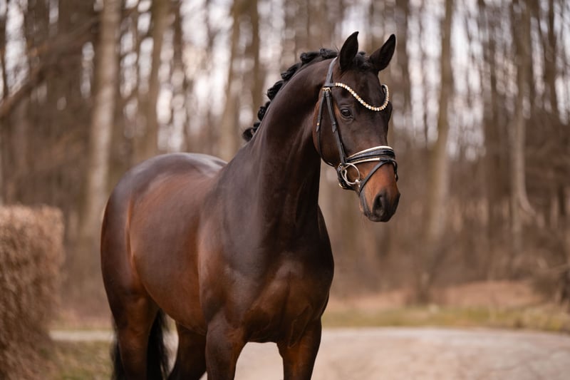 Angelina-DeVittorio-Verkaufspferd-Friedrich-4