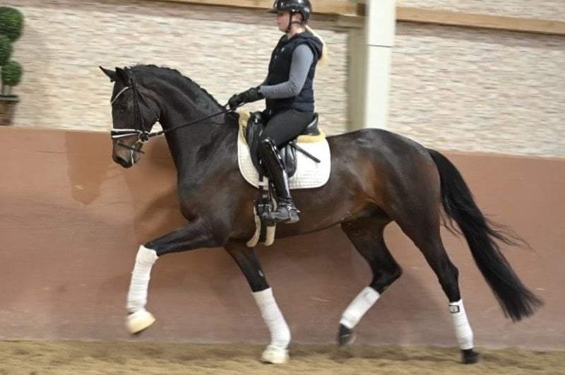 Angelina-DeVittorio-Verkaufspferd-Friedrich-5