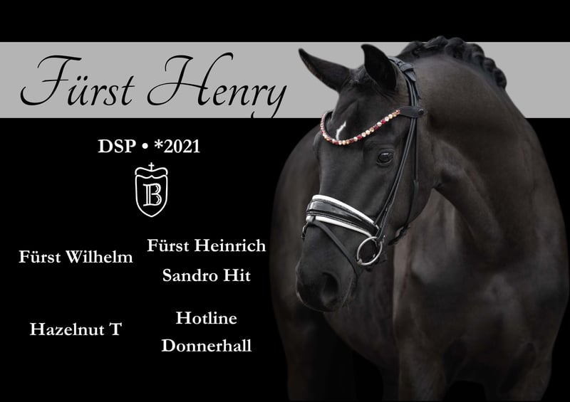 Wunderschöner Sohn d Fürst Wilhelm m hervorragender Qualität