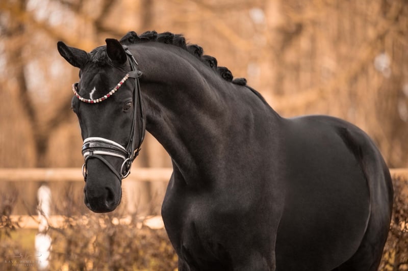 Angelina-DeVittorio-Verkaufspferd-FürstHenry-2