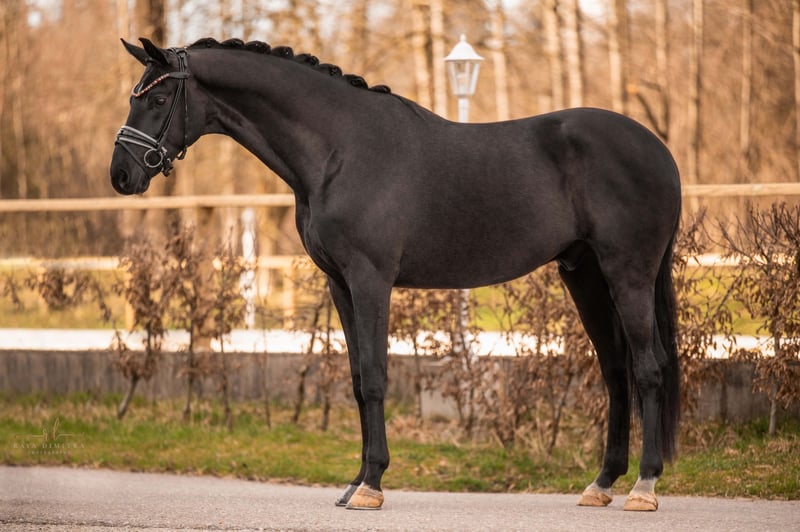 Angelina-DeVittorio-Verkaufspferd-FürstHenry-4