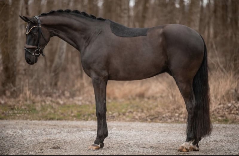 Angelina-DeVittorio-Verkaufspferd-FürstHenry-5