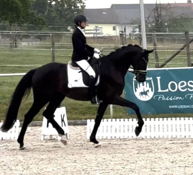 Angelina-DeVittorio-Verkaufspferd-FürstHenry-6