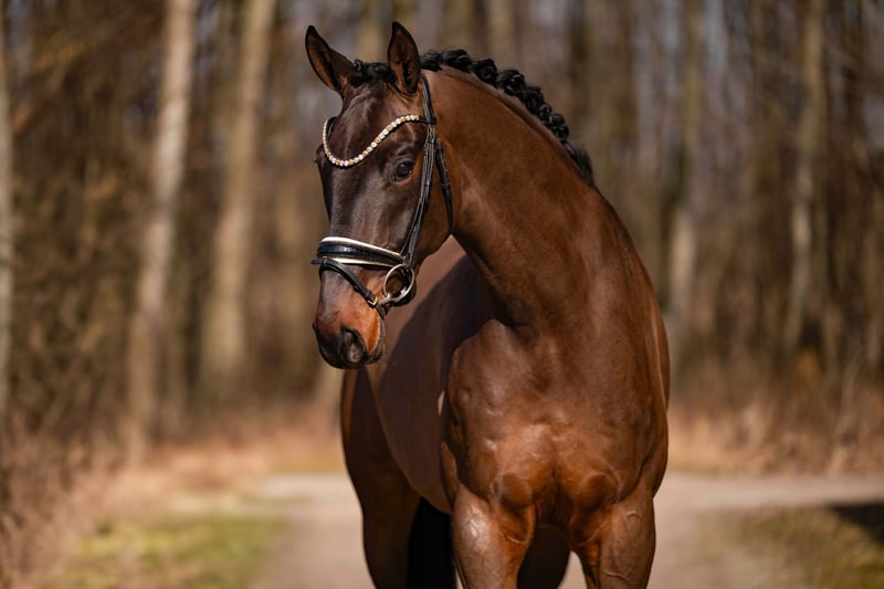 Angelina-DeVittorio-Verkaufspferd-FürstWilly-5