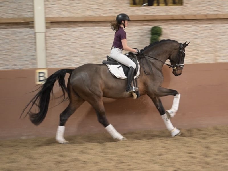 Angelina-DeVittorio-Verkaufspferd-FürstWilly-6