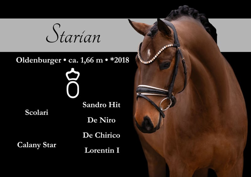 Angelina-DeVittorio-Verkaufspferd-Starian-1