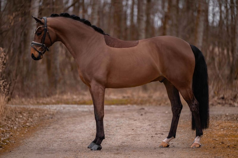 Angelina-DeVittorio-Verkaufspferd-Starian-4