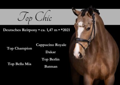 Hochveranlagtes Endmaßpony in schicker Buckskin Farbe