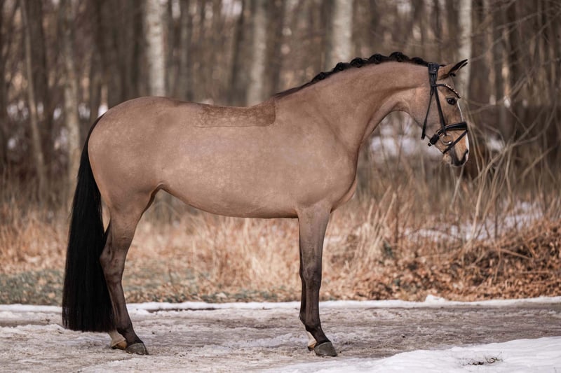 Angelina-DeVittorio-Verkaufspferd-TopChic-3