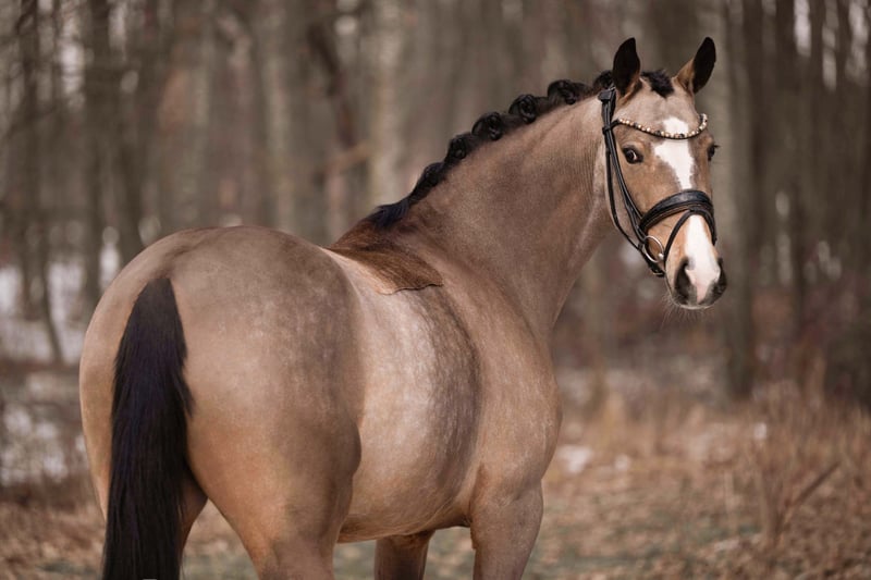 Angelina-DeVittorio-Verkaufspferd-TopChic-4