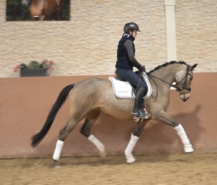 Angelina-DeVittorio-Verkaufspferd-TopChic-5