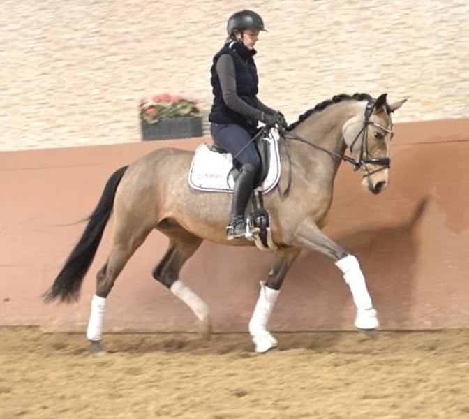 Angelina-DeVittorio-Verkaufspferd-TopChic-6