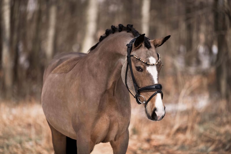 Angelina-DeVittorio-Verkaufspferd-TopChic-7