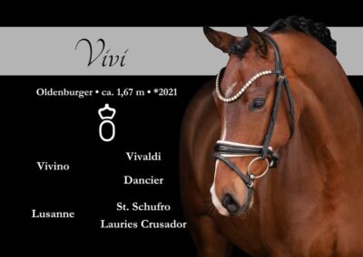 Wunderschönes 5-jähriges Dressurpferd mit 100% Charakter