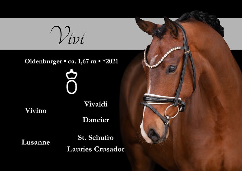 Wunderschönes 5-jähriges Dressurpferd mit 100% Charakter