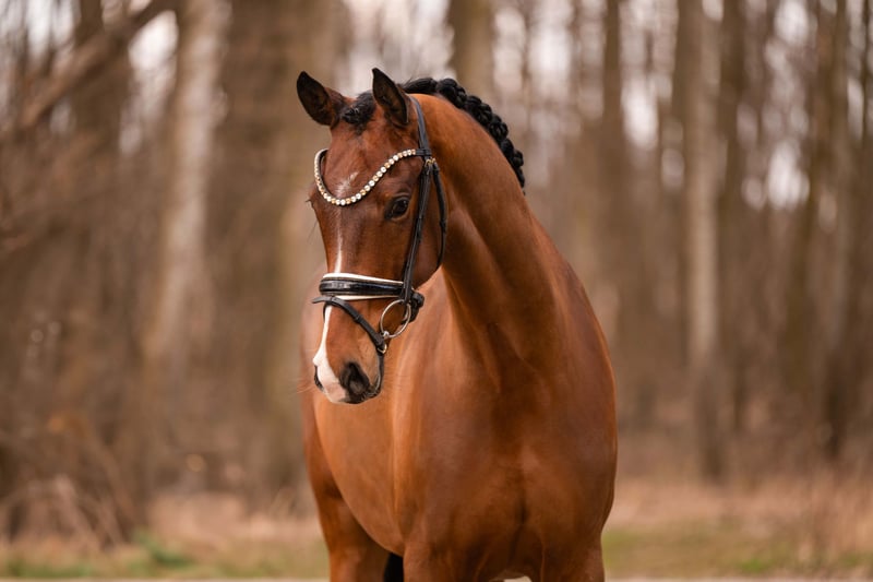 Angelina-DeVittorio-Verkaufspferd-Vivi-2