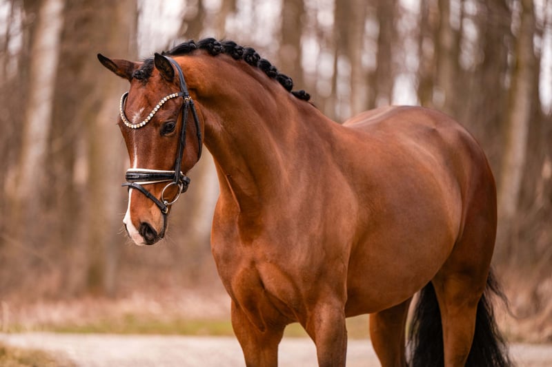 Angelina-DeVittorio-Verkaufspferd-Vivi-3