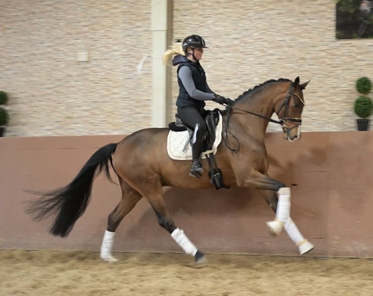 Angelina-DeVittorio-Verkaufspferd-Vivi-4