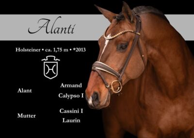 Liebenswerter hochveranlagter Wallach zum Losreiten