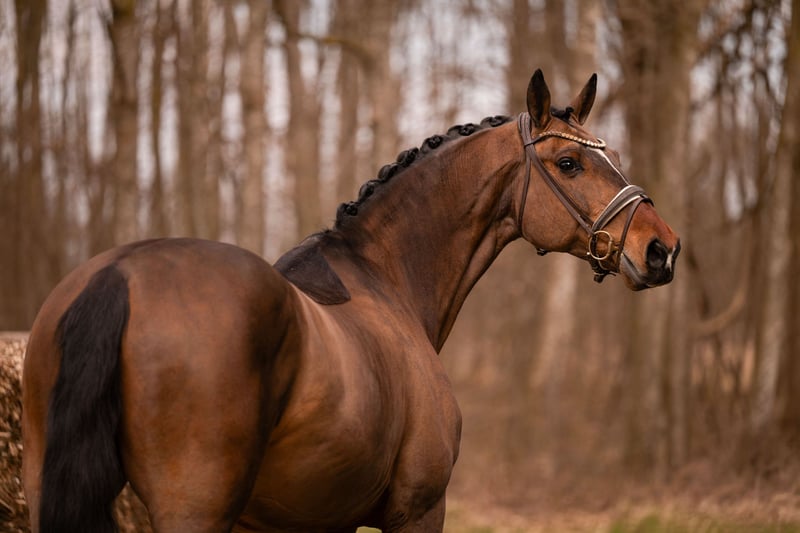 Angelina-DeVittorio-Verkaufspferd-Alanti-3