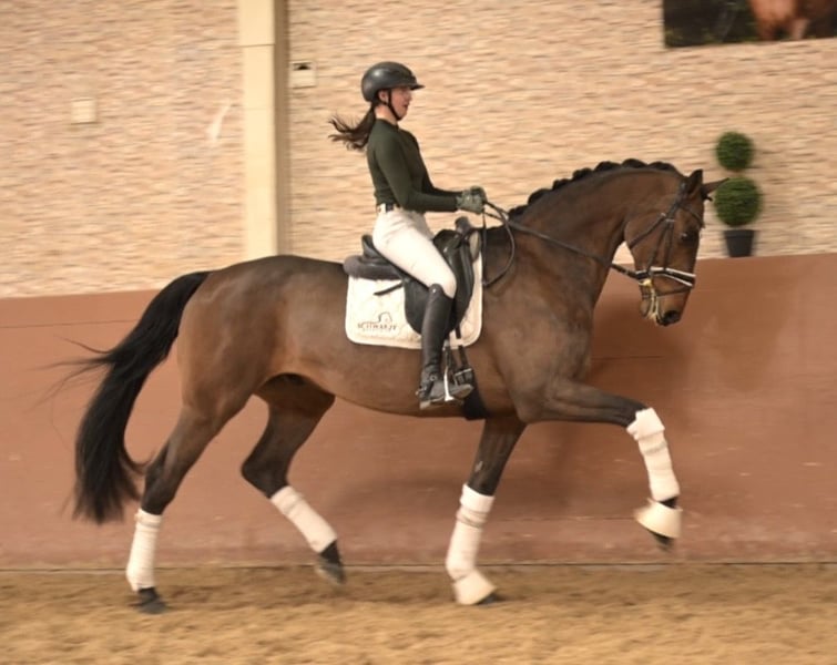 Angelina-DeVittorio-Verkaufspferd-Alanti-4