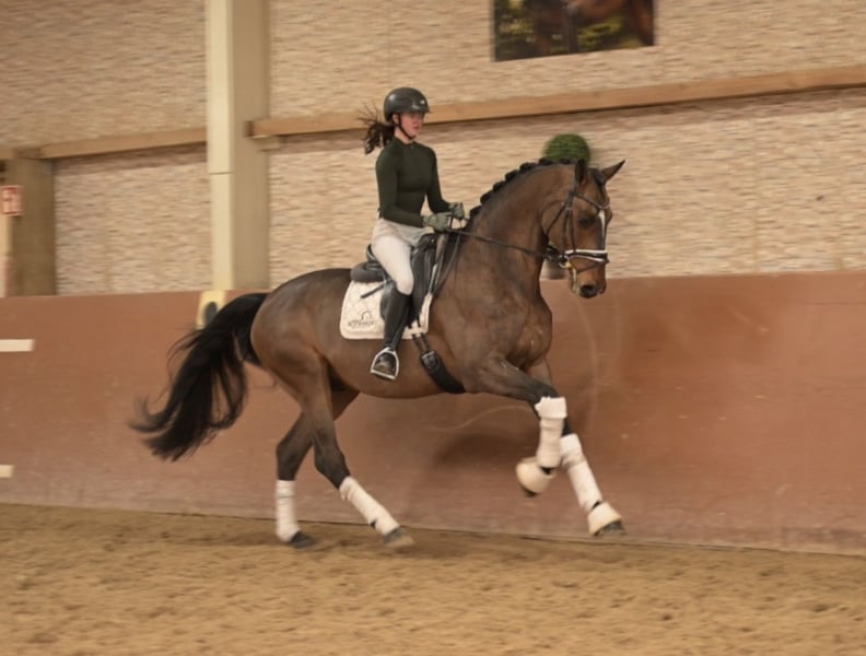 Angelina-DeVittorio-Verkaufspferd-Alanti-5