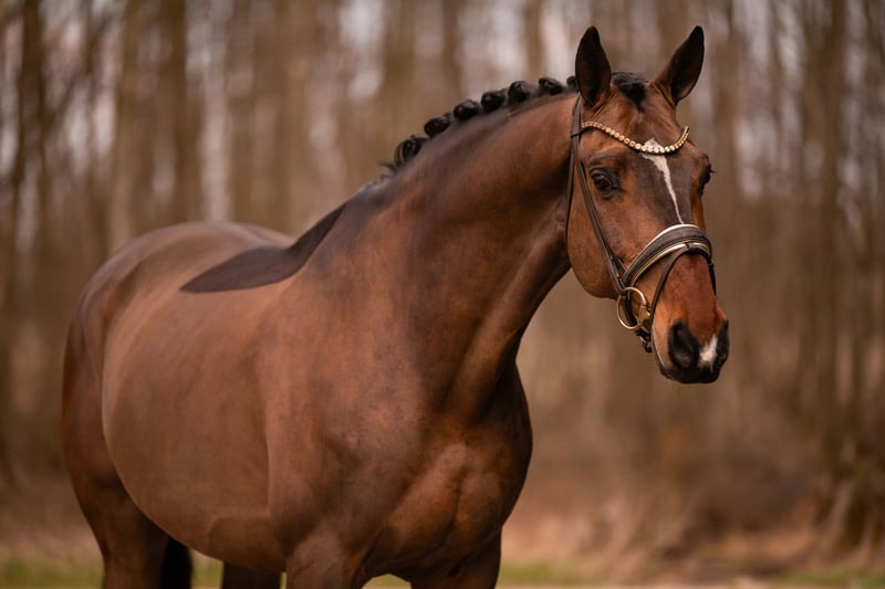 Angelina-DeVittorio-Verkaufspferd-Alanti-6