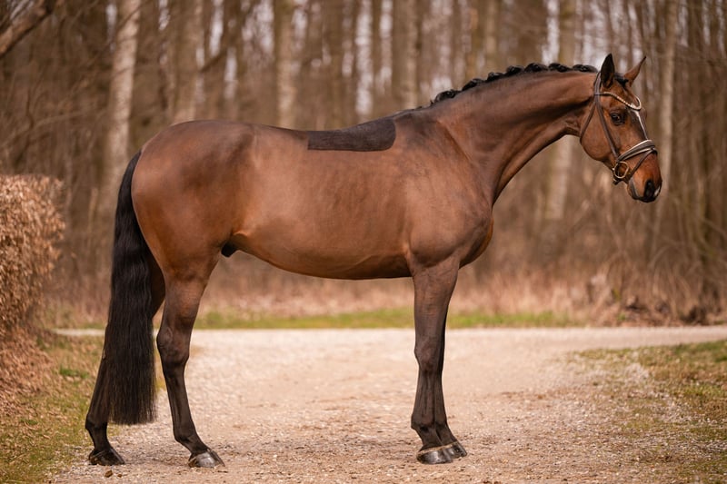 Angelina-DeVittorio-Verkaufspferd-Alanti-7