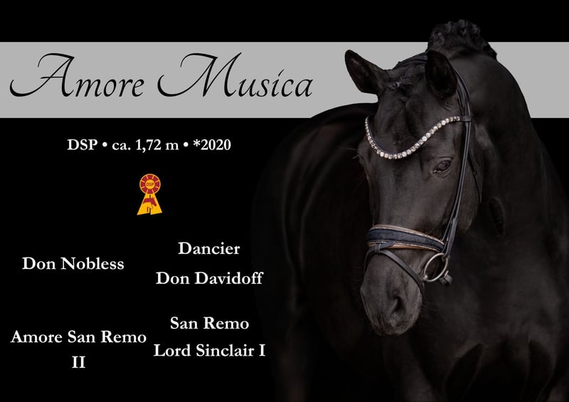 Atemberaubend schöne 6 j Staatsprämienstute mit hervorragender Qualität und Rittigkeit