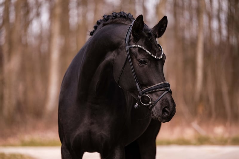 Angelina-DeVittorio-Verkaufspferd-AmoreMusica-2