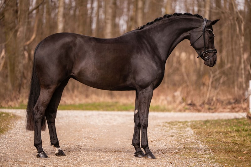 Angelina-DeVittorio-Verkaufspferd-AmoreMusica-3