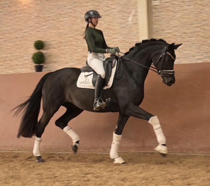 Angelina-DeVittorio-Verkaufspferd-AmoreMusica-5