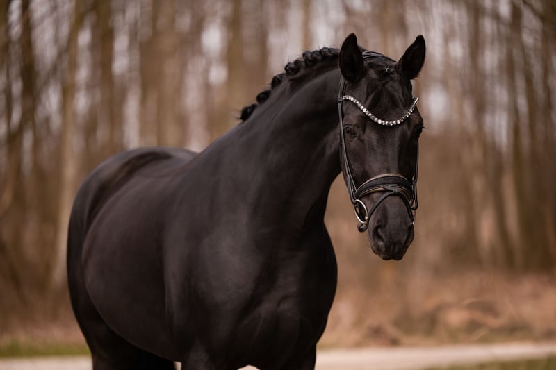 Angelina-DeVittorio-Verkaufspferd-AmoreMusica-7