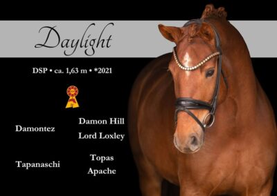 Schicke 5 j Dunkelfuchsstute mit bester Perspektive und Qualität