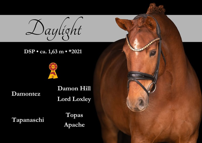 Angelina-DeVittorio-Verkaufspferd-Daylight-1