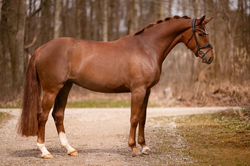 Angelina-DeVittorio-Verkaufspferd-Daylight-3