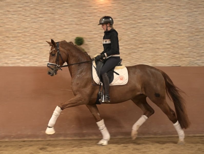 Angelina-DeVittorio-Verkaufspferd-Daylight-4