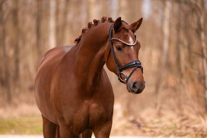 Angelina-DeVittorio-Verkaufspferd-Daylight-5