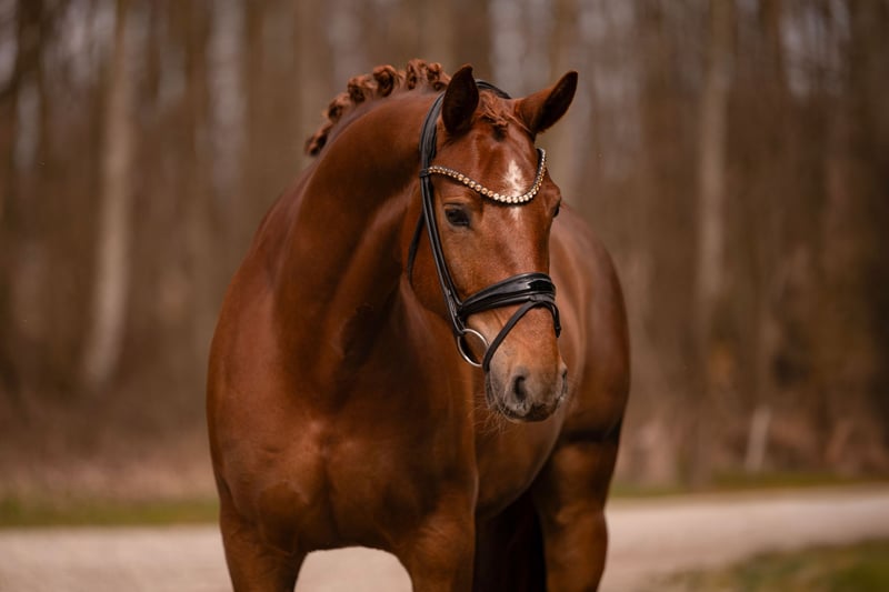 Angelina-DeVittorio-Verkaufspferd-Daylight-6