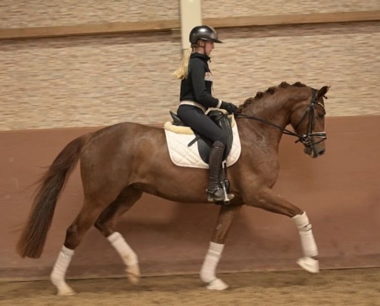 Angelina-DeVittorio-Verkaufspferd-Daylight-7