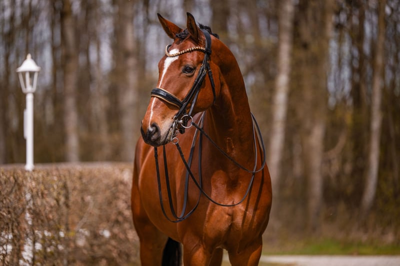 Angelina-DeVittorio-Verkaufspferd-Flash-5