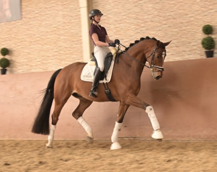 Angelina-DeVittorio-Verkaufspferd-Flash-6