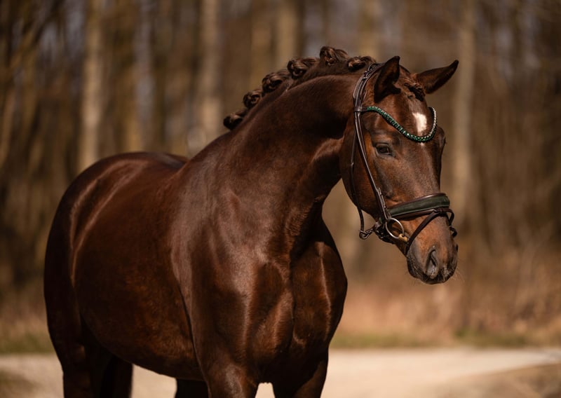 Angelina-DeVittorio-Verkaufspferd-Floribeau-2