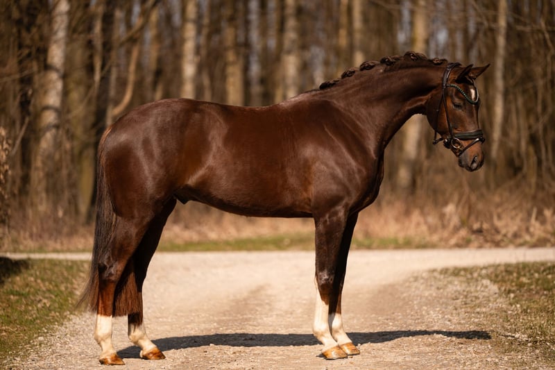 Angelina-DeVittorio-Verkaufspferd-Floribeau-3