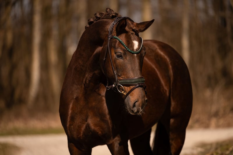 Angelina-DeVittorio-Verkaufspferd-Floribeau-5