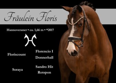 Wunderschöne, liebenswerte Traumstute für Jedermann