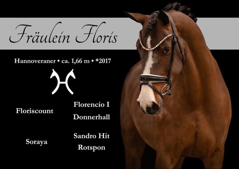 Angelina-DeVittorio-Verkaufspferd-Fräulein-Floris-1
