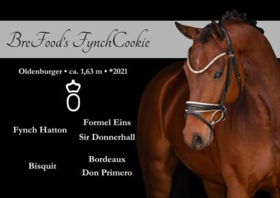 Überragendes Nachwuchspferd mit Championatsqualität